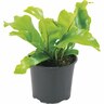 Asplenium Nidus