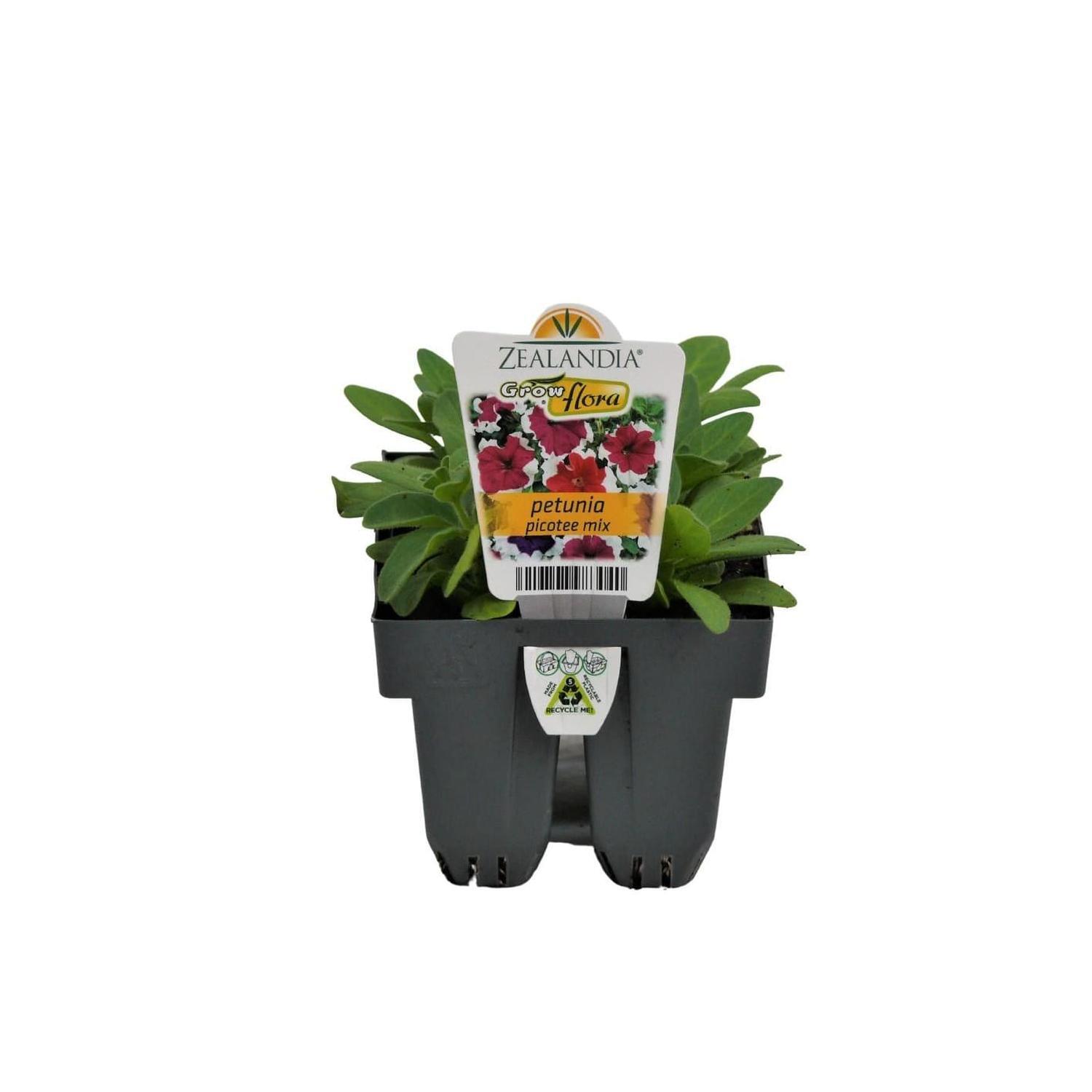 Petunia Picotee