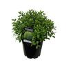 Pittosporum Fankie's Folly