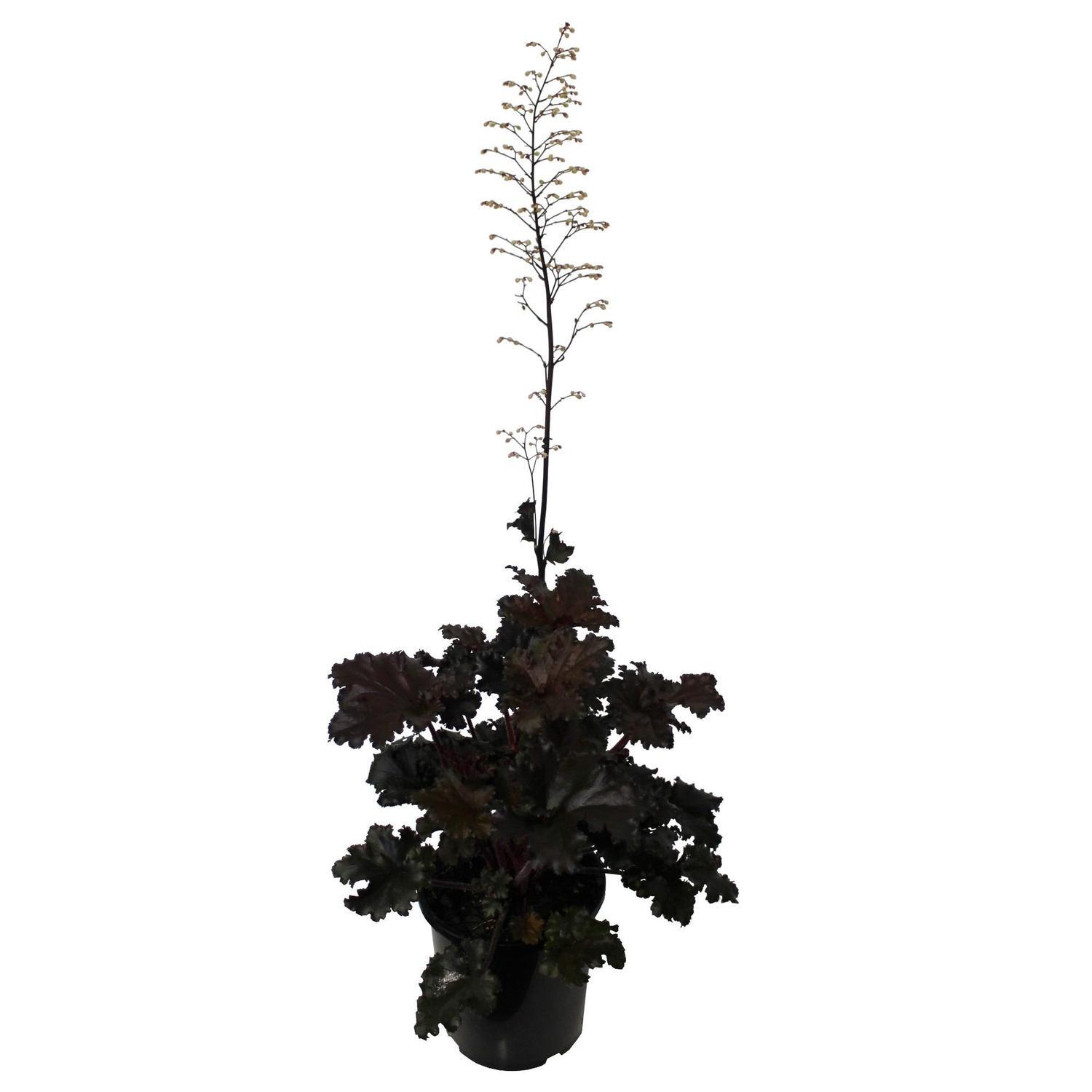 Heuchera Black Taffeta