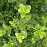 Pittosporum Mountain Green