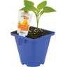 Capsicum Sweet Conical Yellow