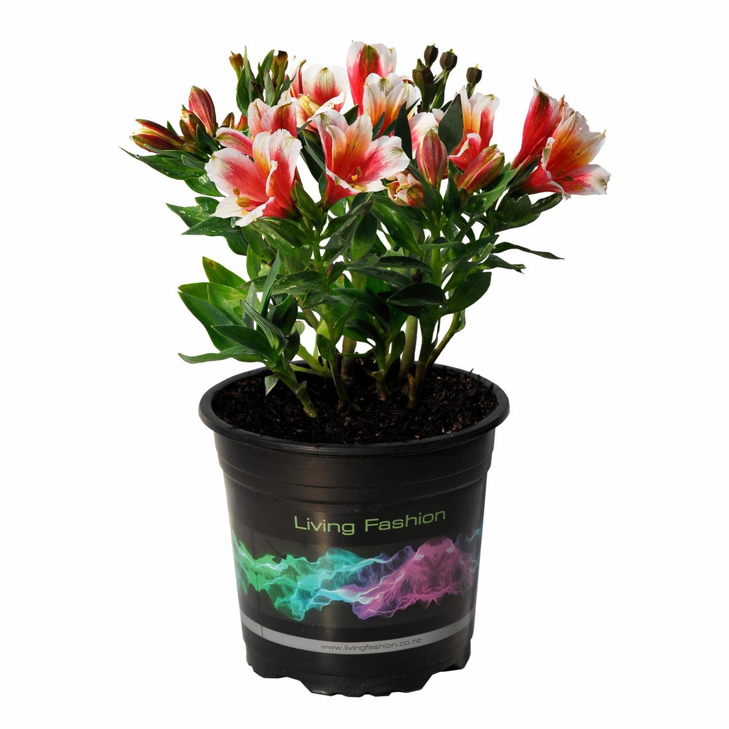 Alstroemeria Inca Lucky