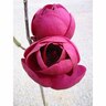 Magnolia Black Tulip