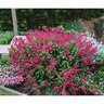 Salvia Wendy's Wish