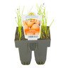 Onion Pukekohe  Longkeeper Pack of 6