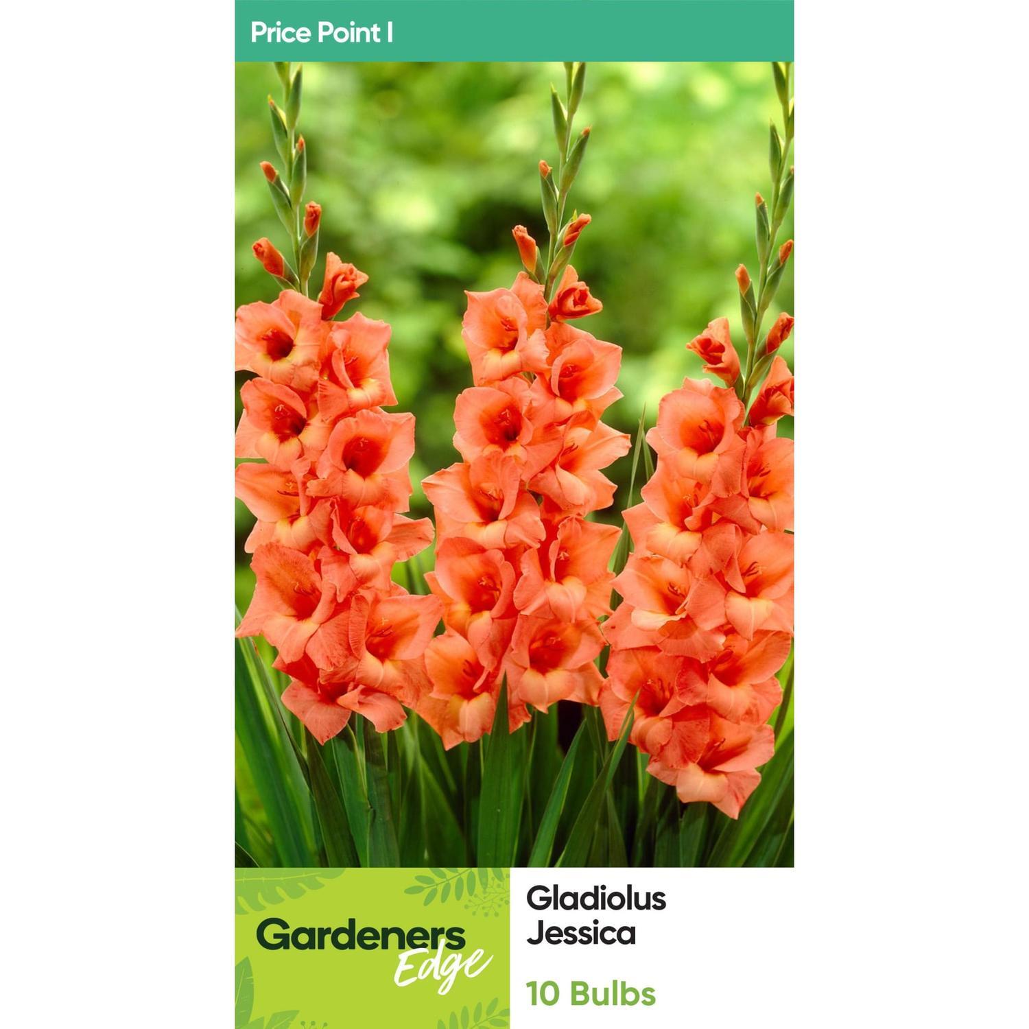 Gladioli Jessica 10 Pack
