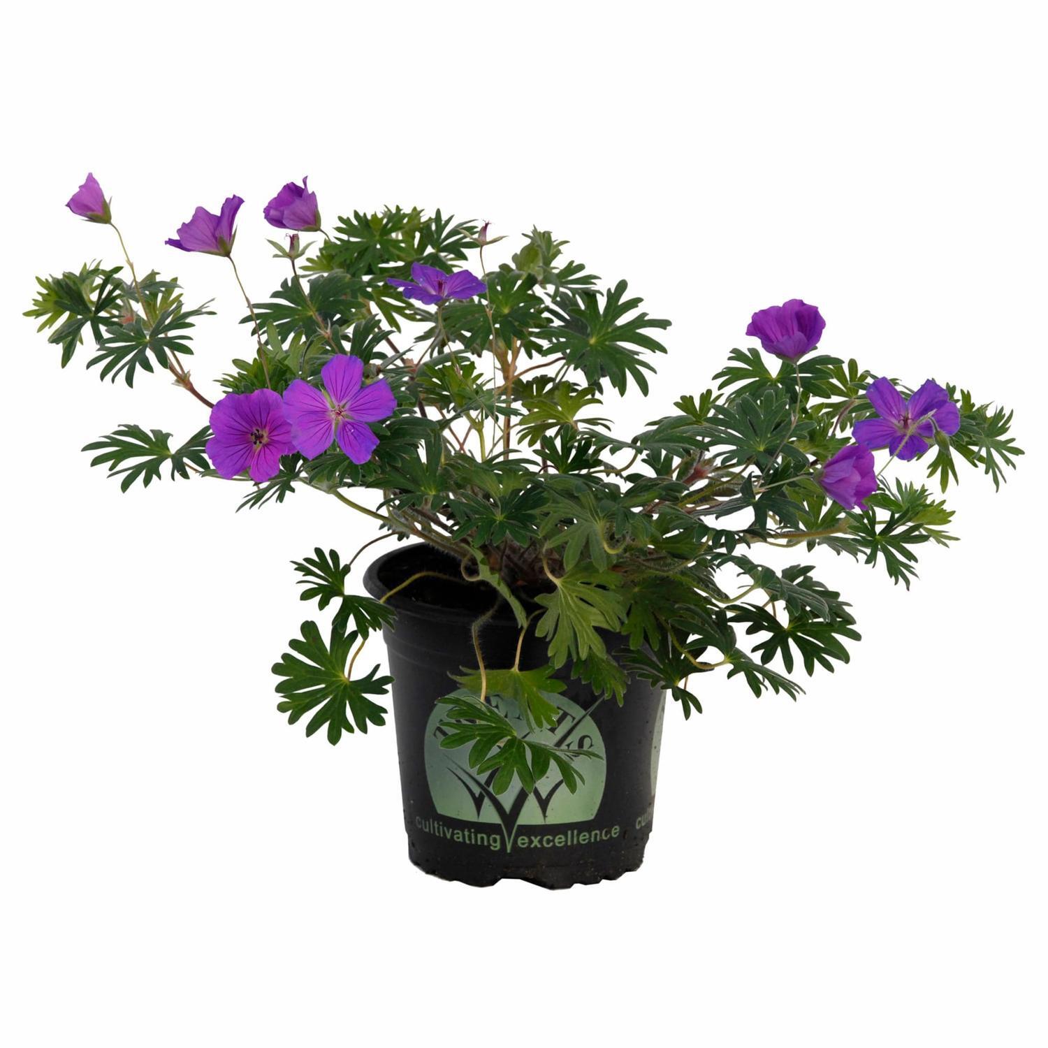 Geranium Tiny Monster