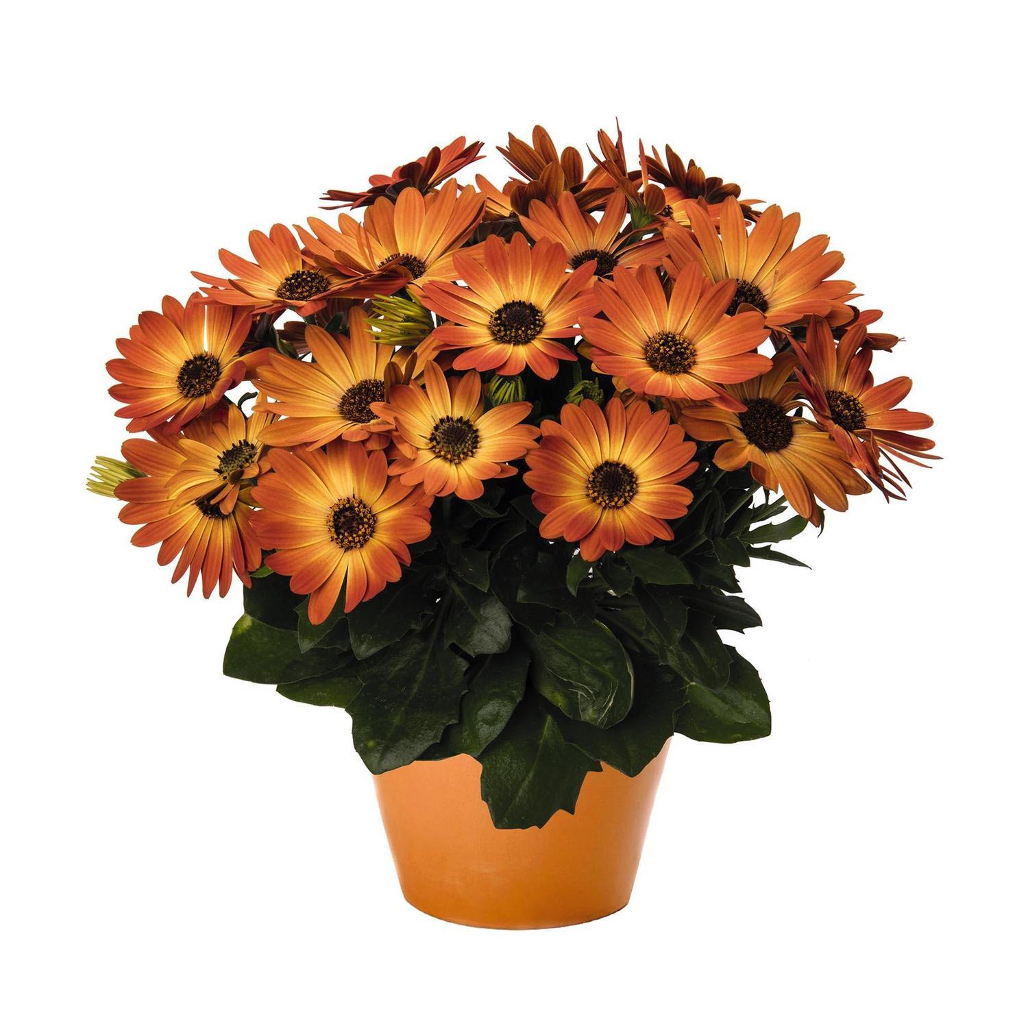 Osteospermum Margarita Orange