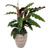 Calathea 'Rufibarba' in Ceramic Pot