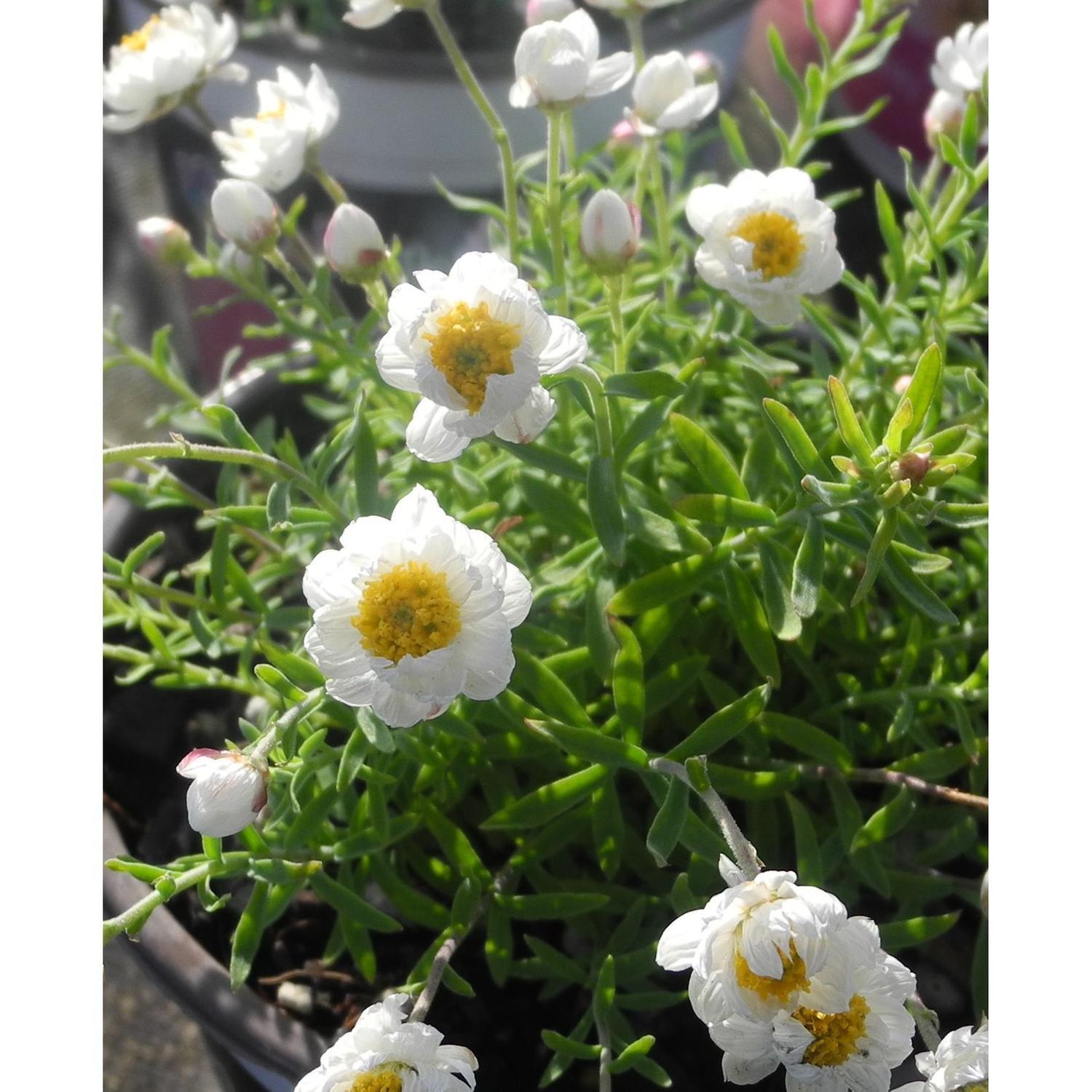 Rhodanthe Paper Baby