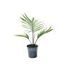 Rhopalostylis kermadecensis 2 Litre