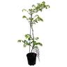 Wisteria Lavender Lace 3.3 litre
