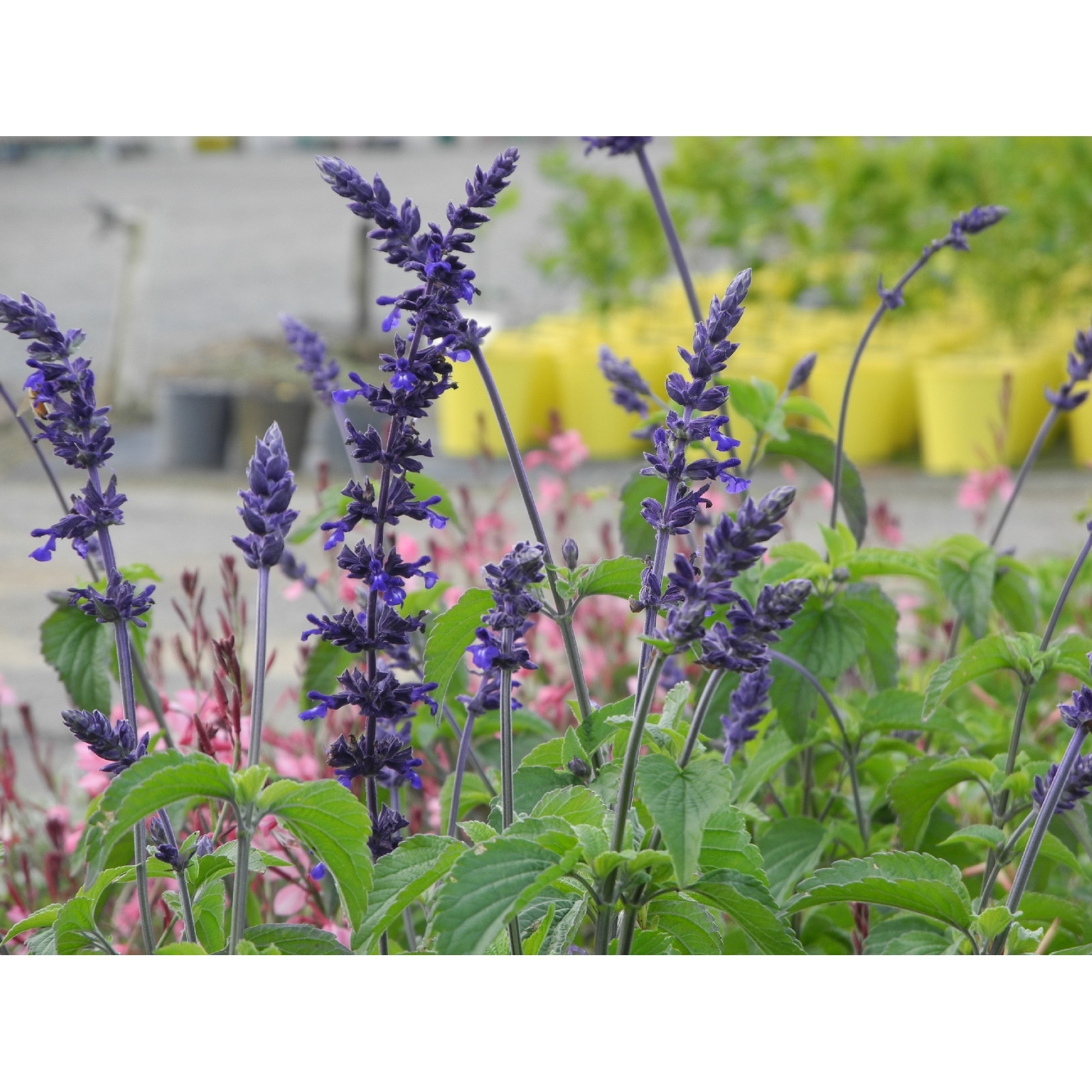 Salvia Indigo Spires