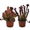Sarracenia Judith Hindel