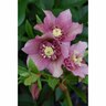 Helleborus 'Tu Tu'