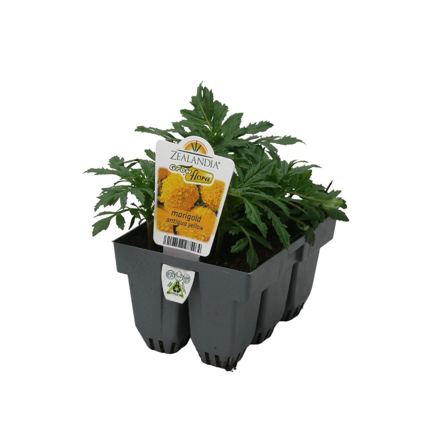 Marigold Antigua