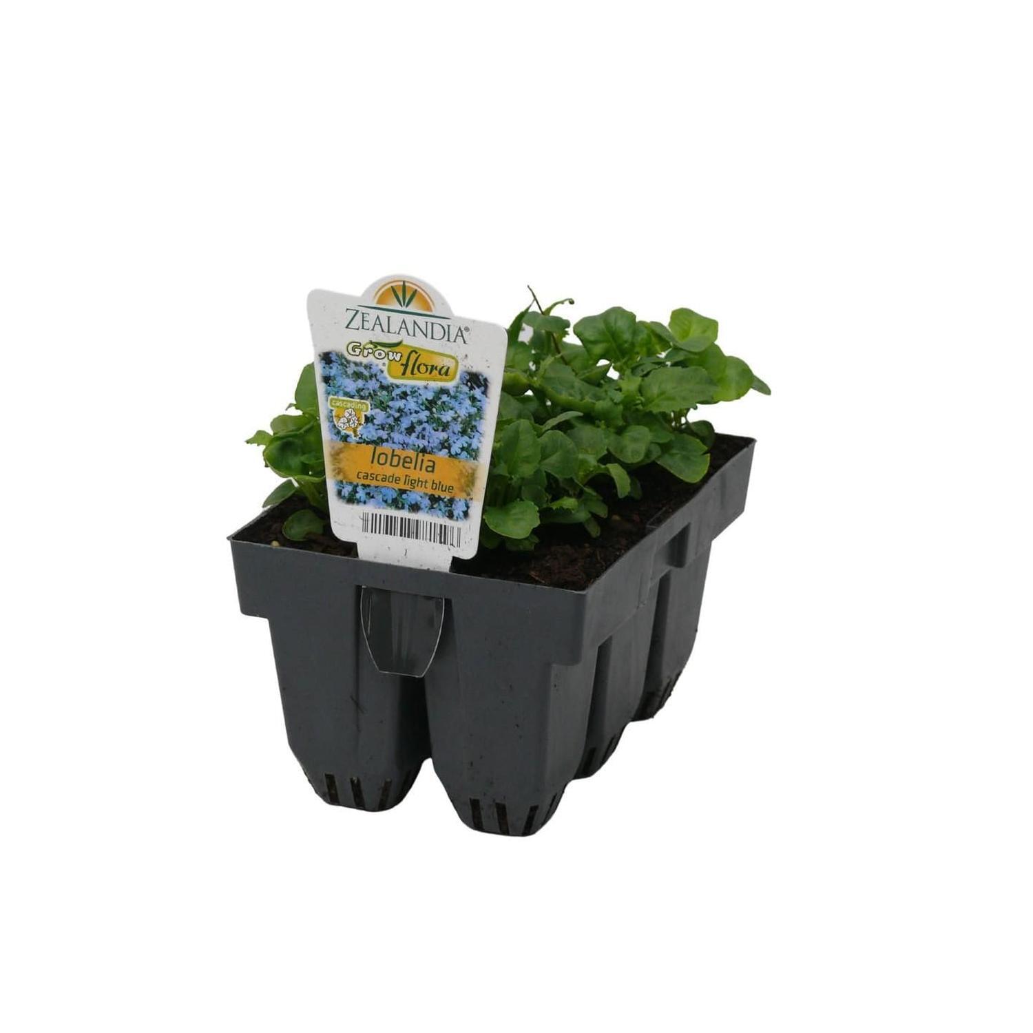 Lobelia Cascade