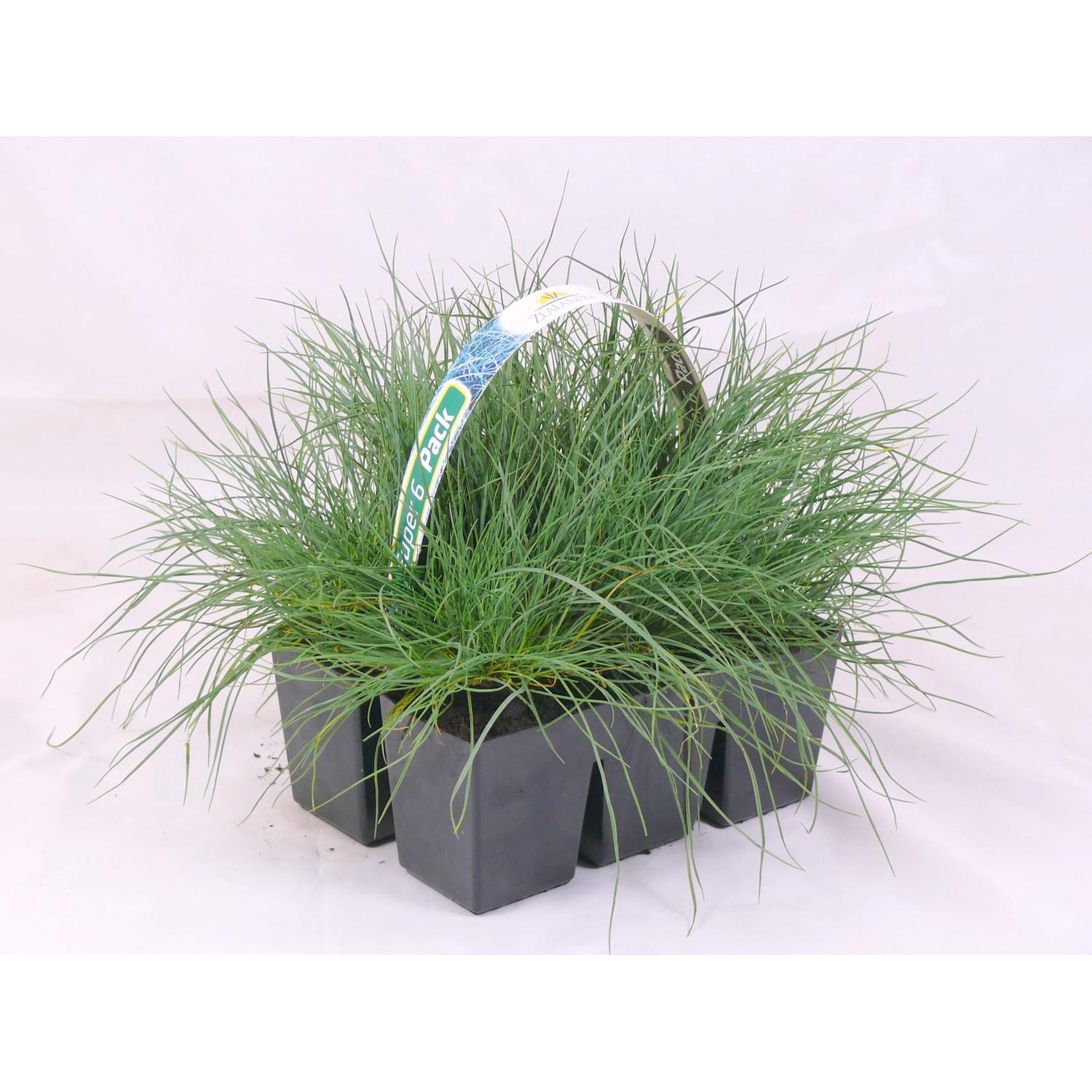 Super Six Festuca Banks Peninsula Blue