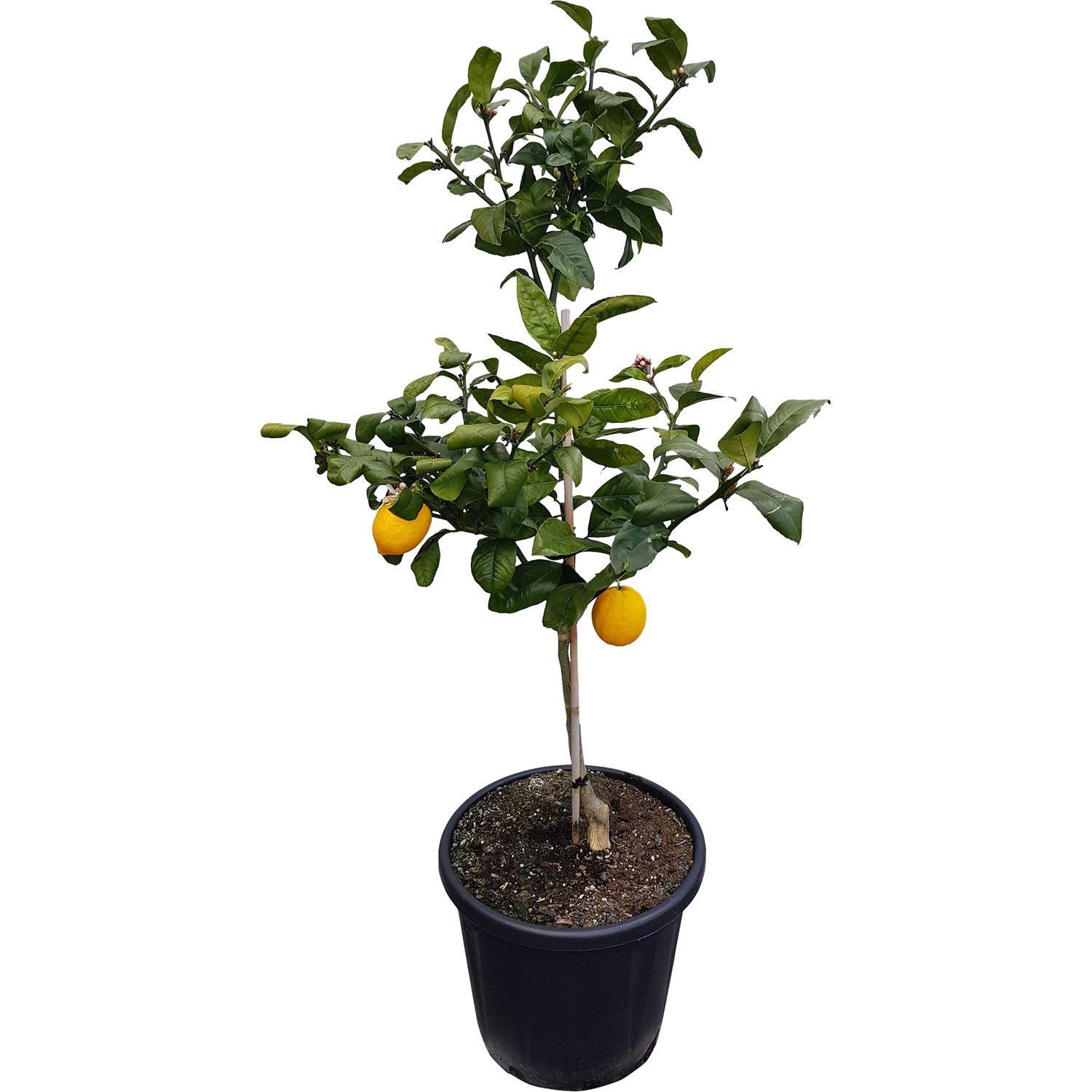 Citrus Lemon Meyer