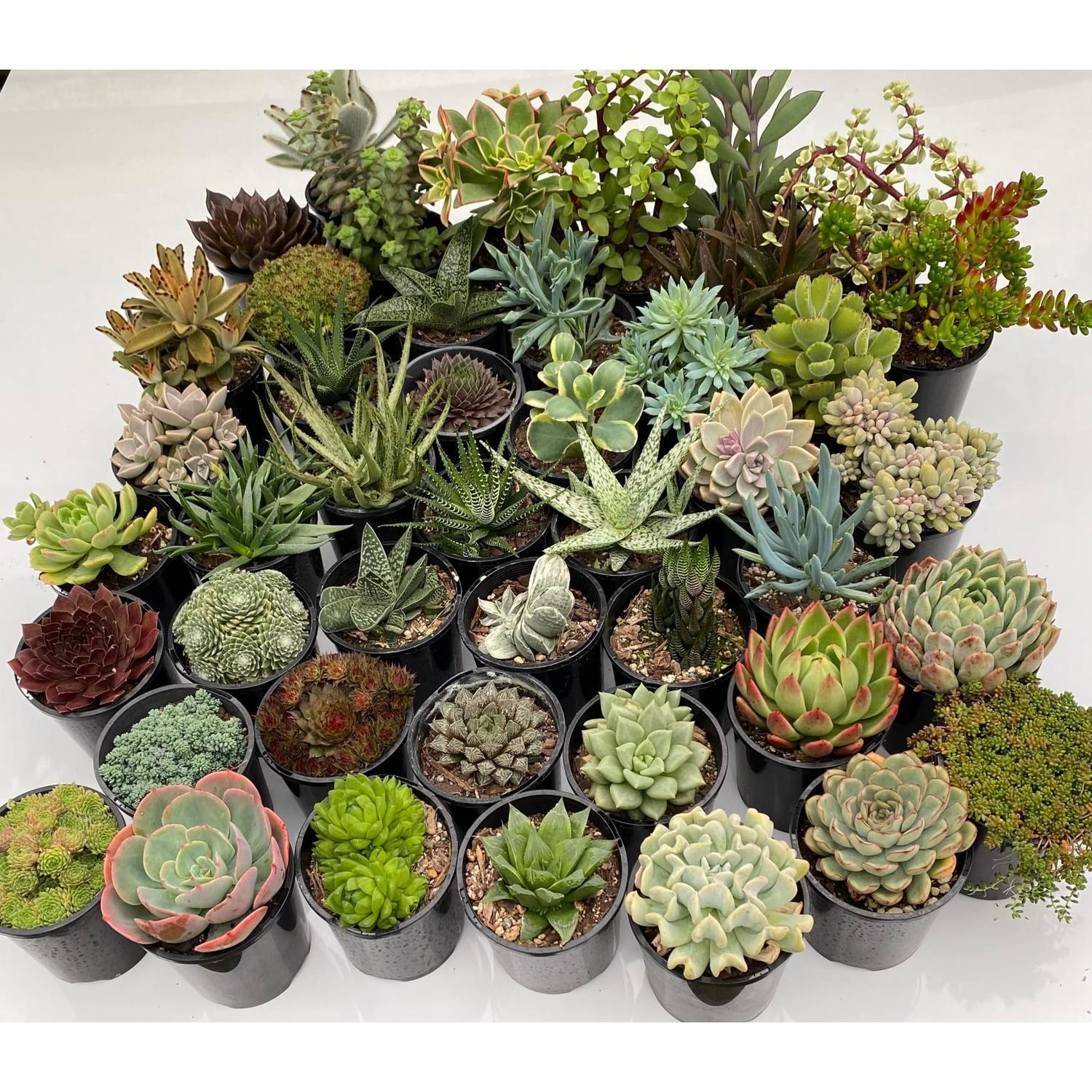 Succulents 10cm