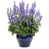 Salvia Unplugged