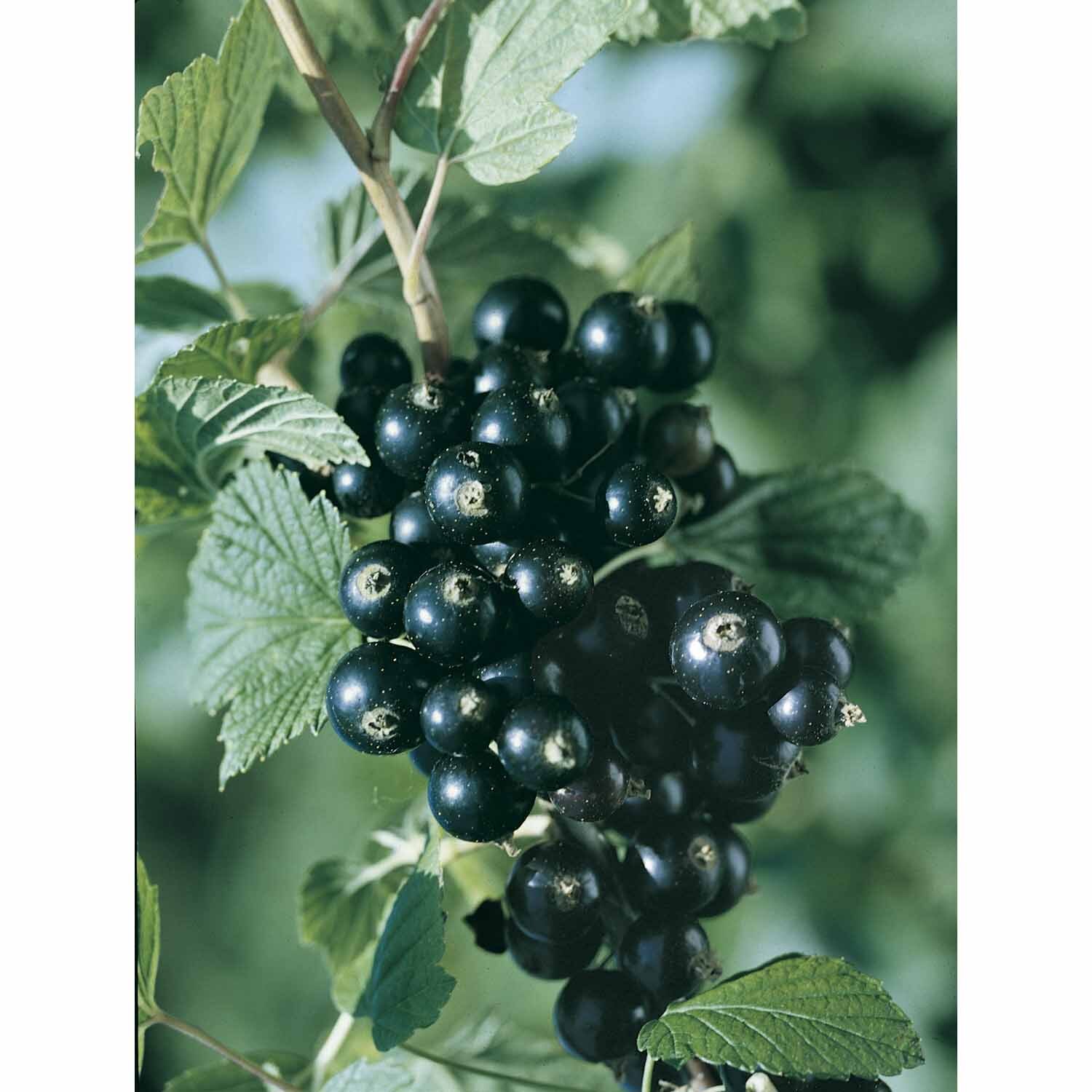 Blackcurrant Sefton