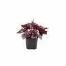 Begonia Rex Little Devils