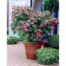 Abutilon Lucky Lantern
