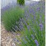 Lavender Violet Intrigue PVR