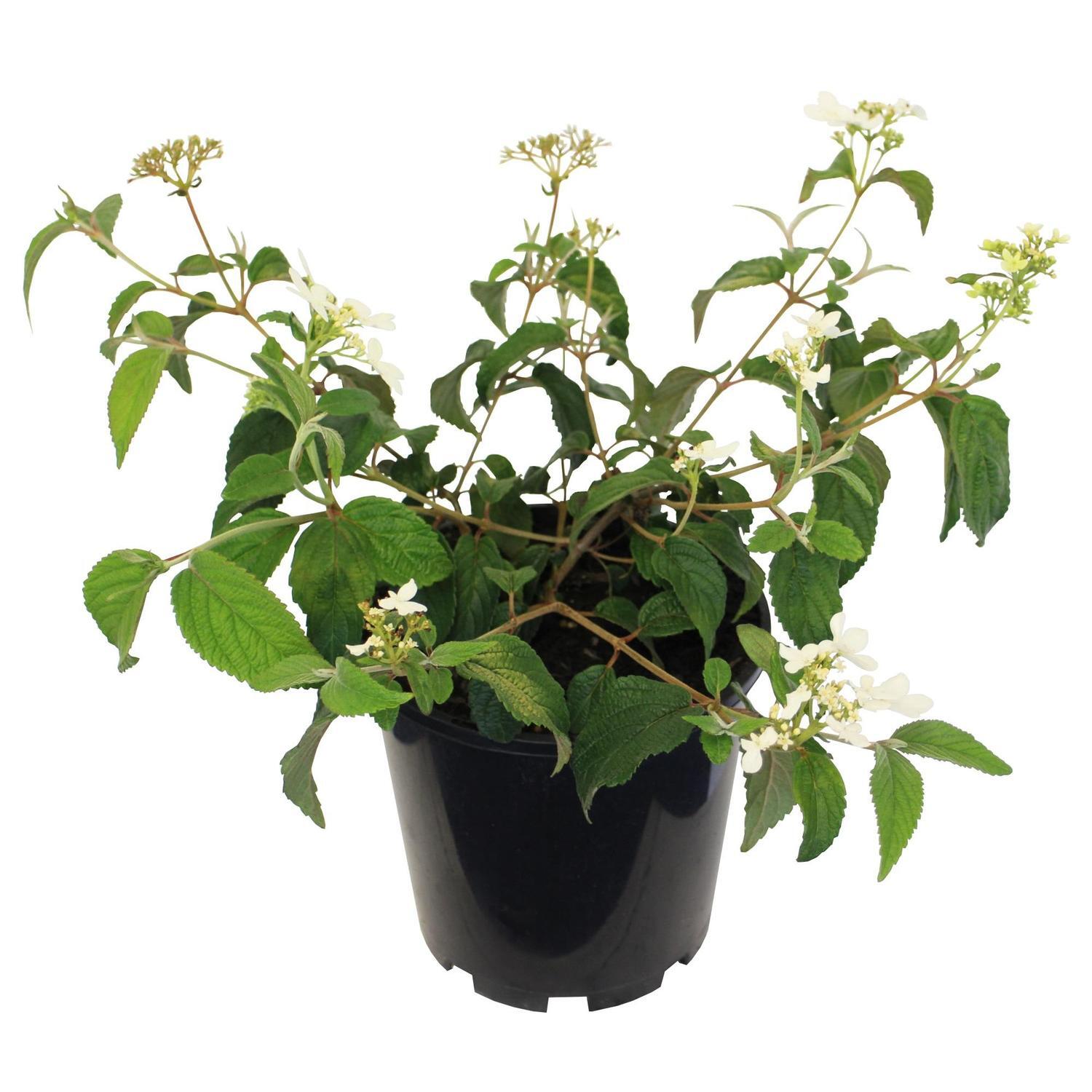 Viburnum p. Summer Snowflake 3.3 litre
