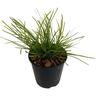 Lomandra Pom Pom