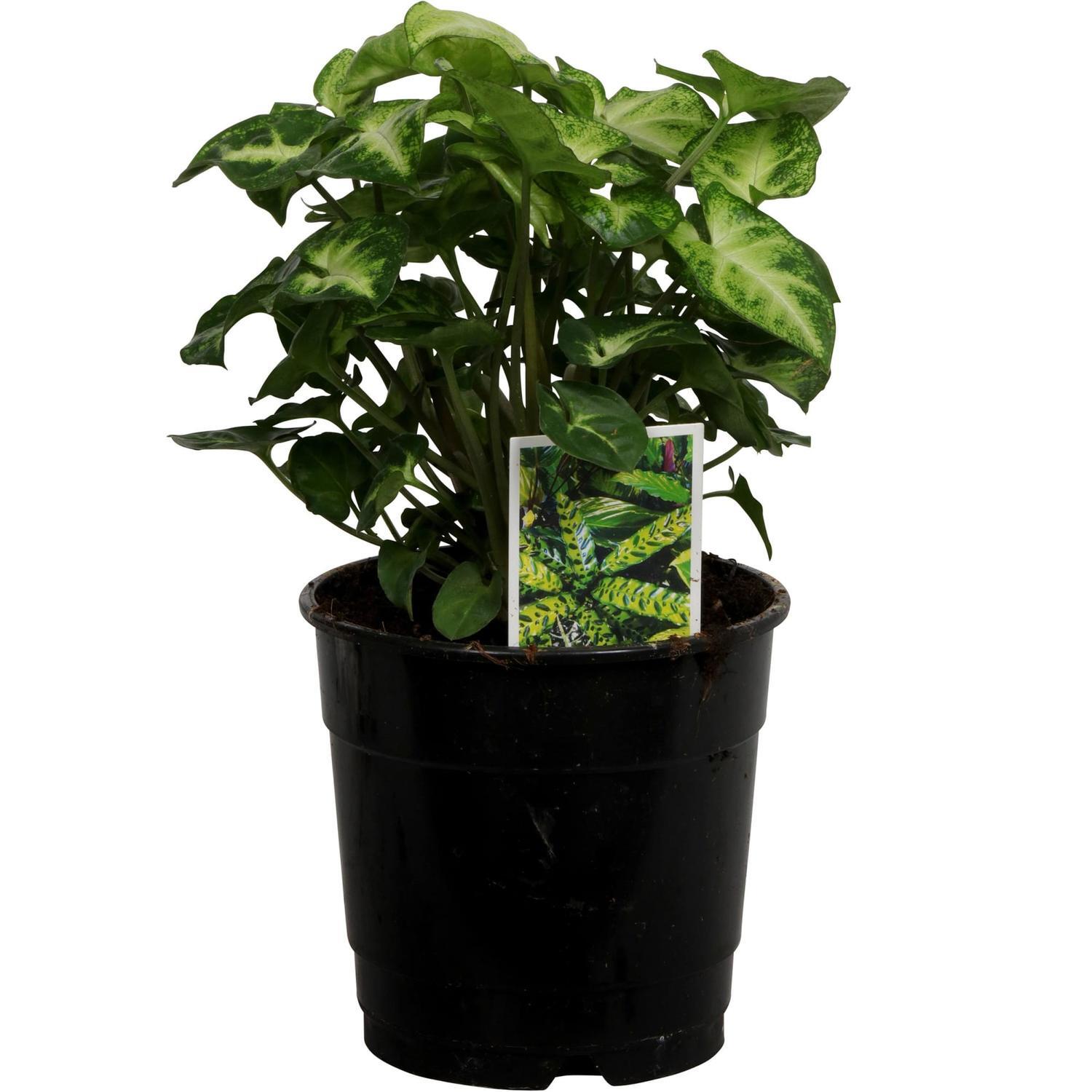Syngonium Pixie