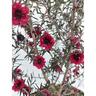 Leptospermum Crimson Glory