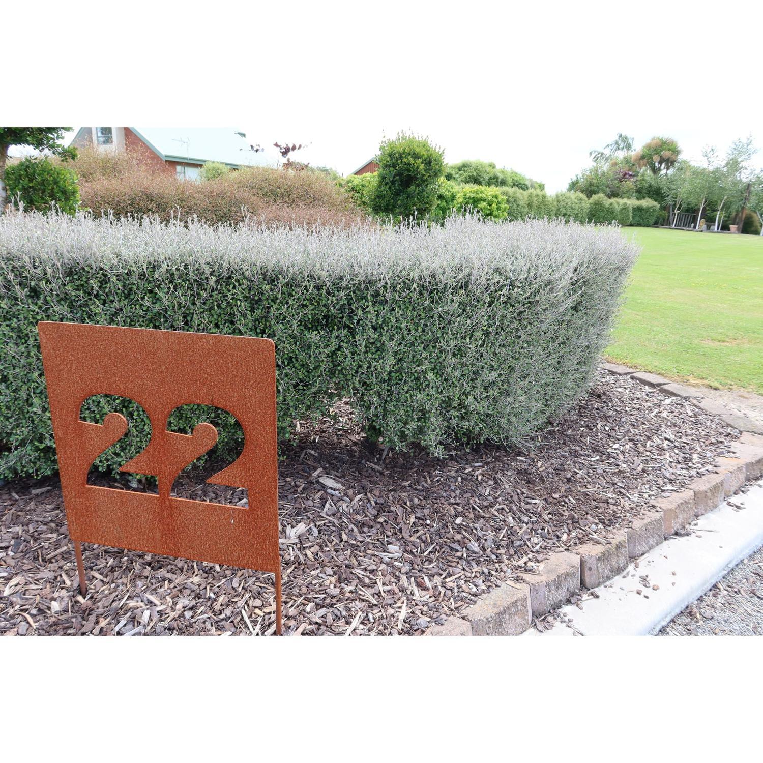 Corokia Silver Prince