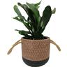 Platycerium Bifurcatum in Ceramic Pot