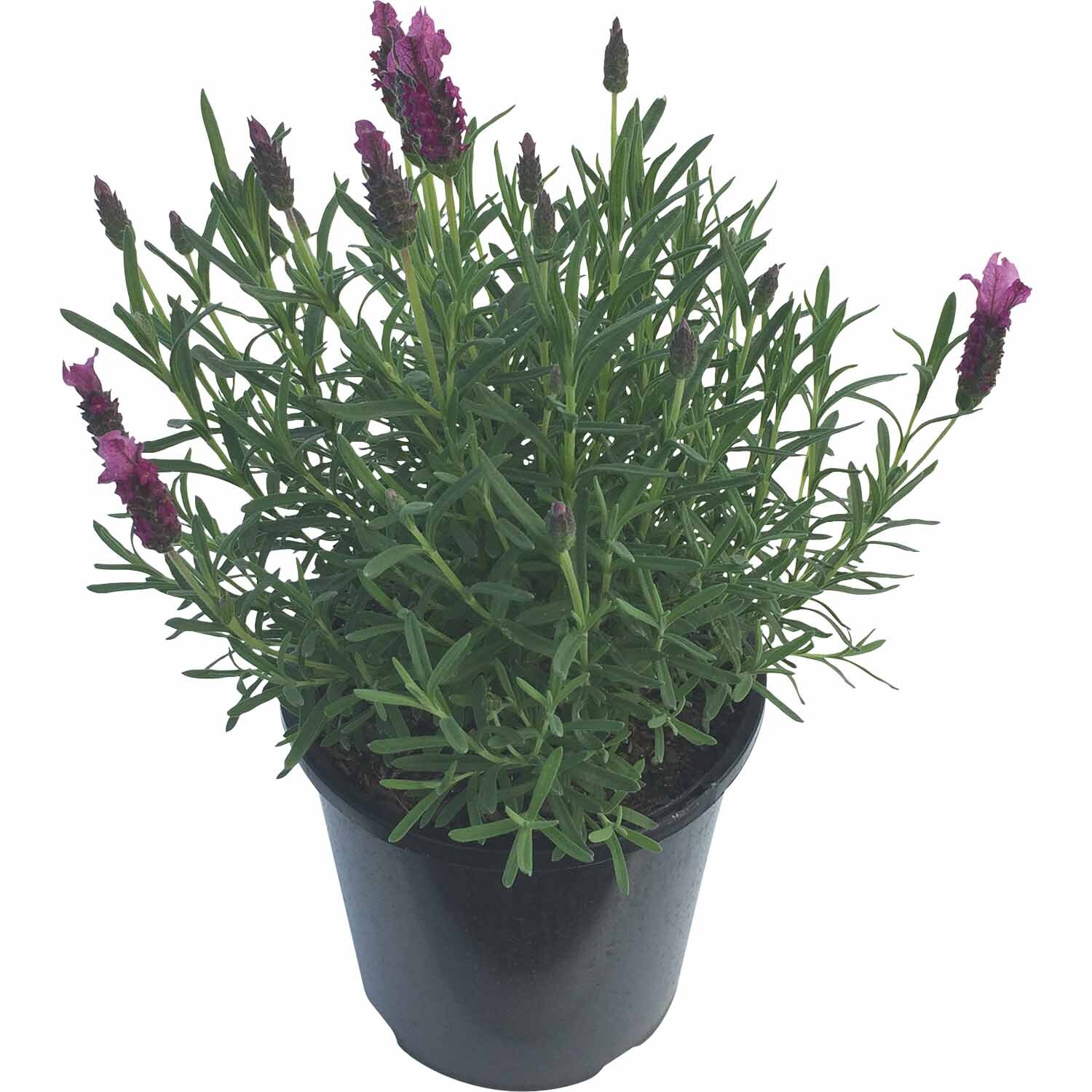 Lavender Sensation Rose