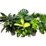 Indoor Foliage Mix Assorted 17cm