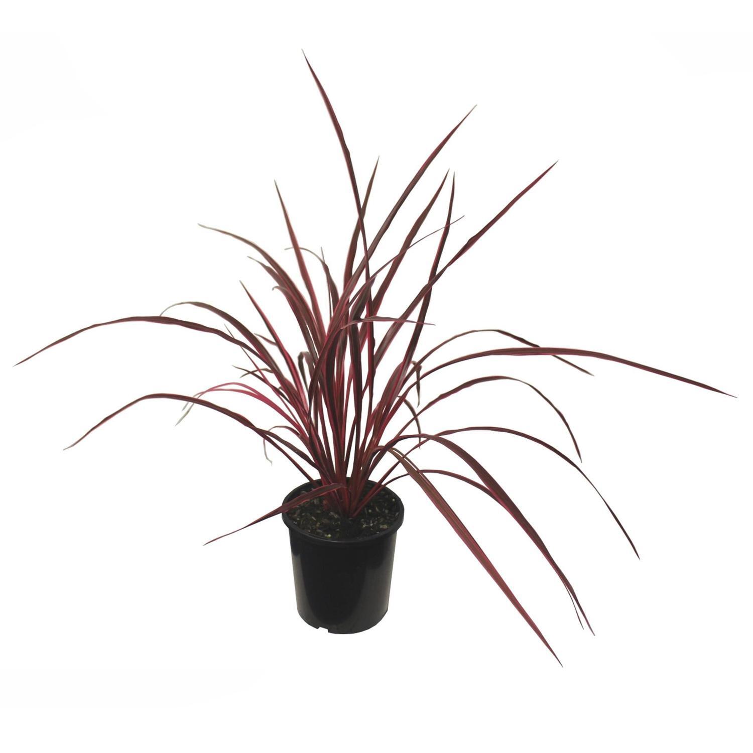 Cordyline Raspberry Fountain
