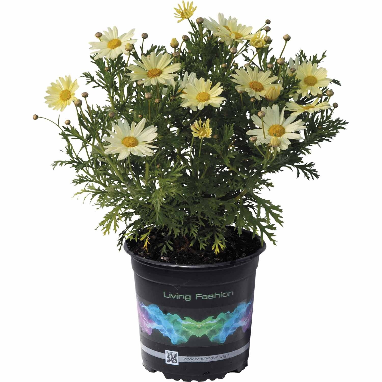 Federation Daisy Butterball