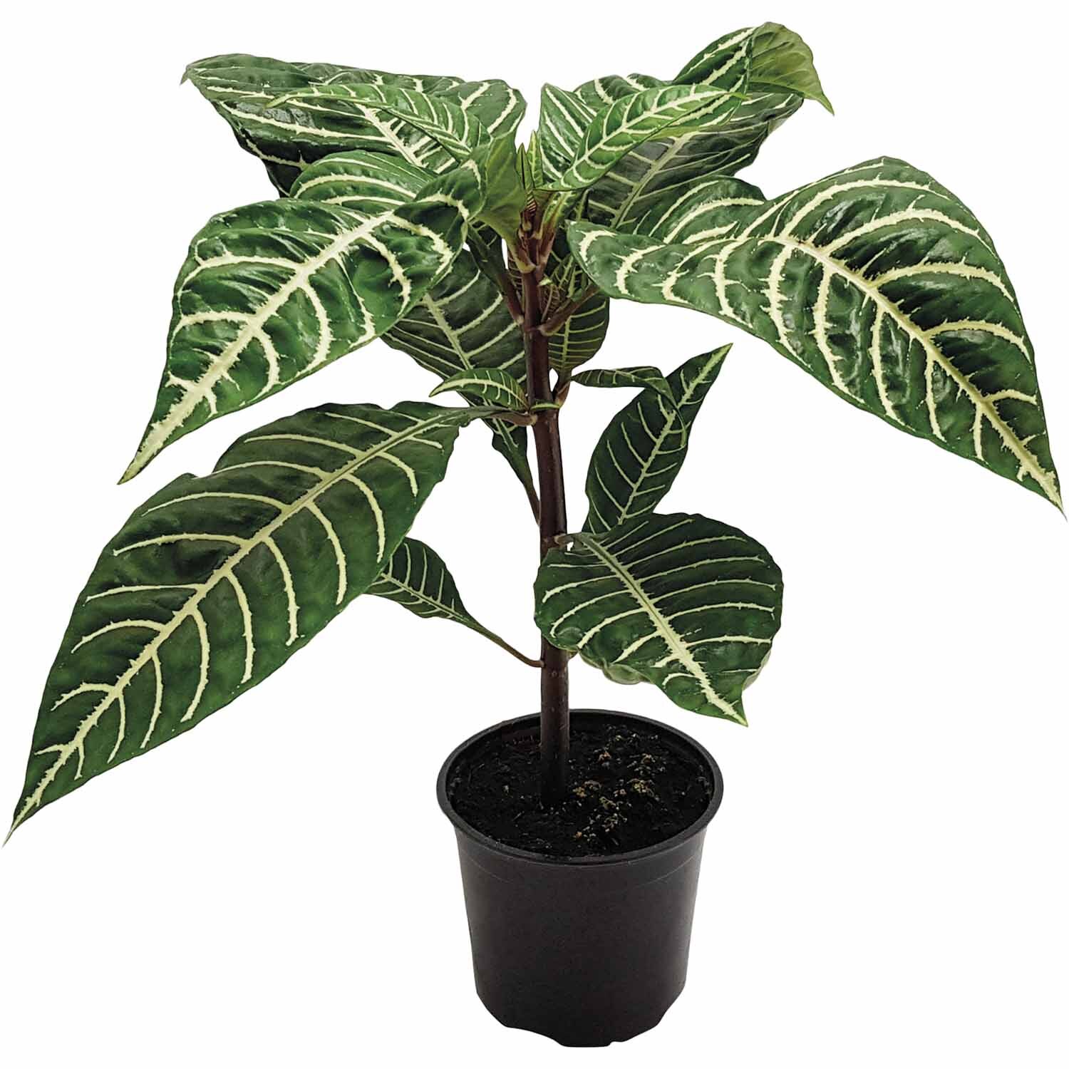 Aphelandra Squarrosa