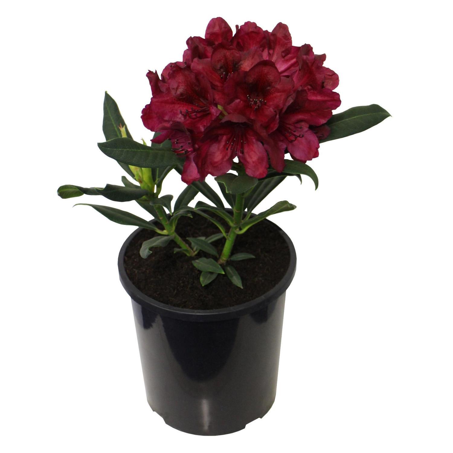 Rhododendron 'Black Sport'