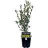 Corokia Geentys Green 1.9 litre