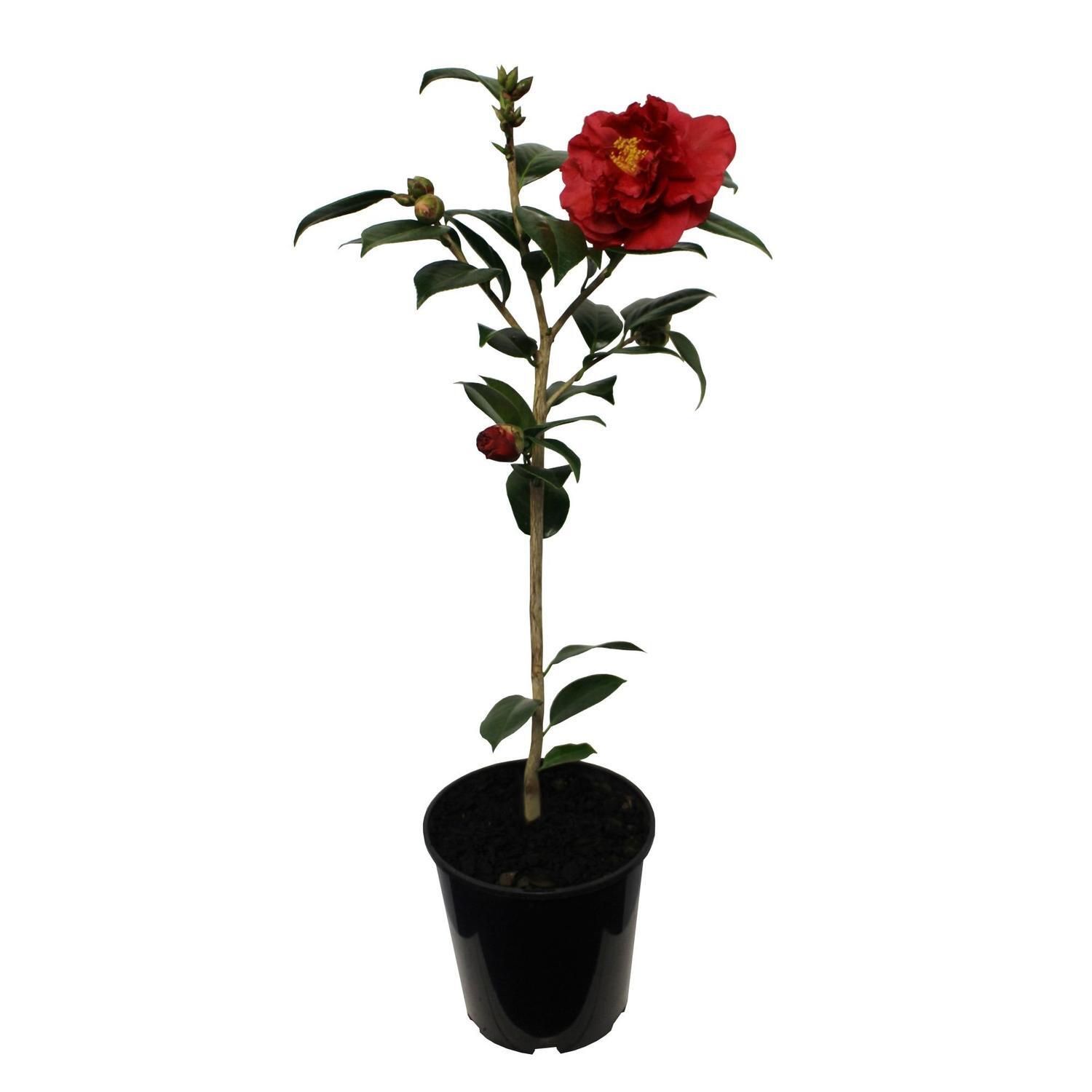 Camellia Japonica 'Bob Hope'