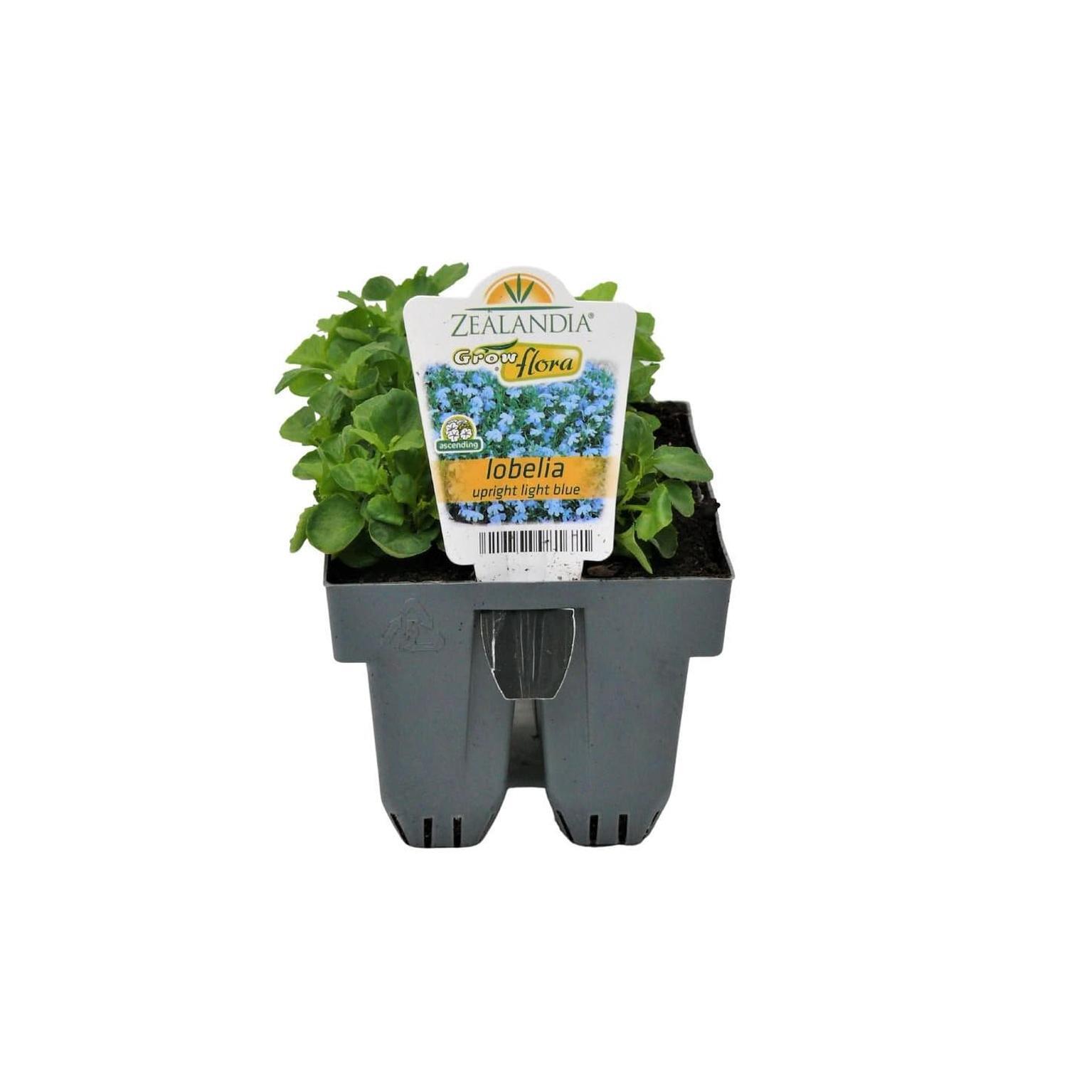 Lobelia Upright