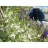 Gaura So White
