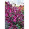 Salvia Love and Wishes