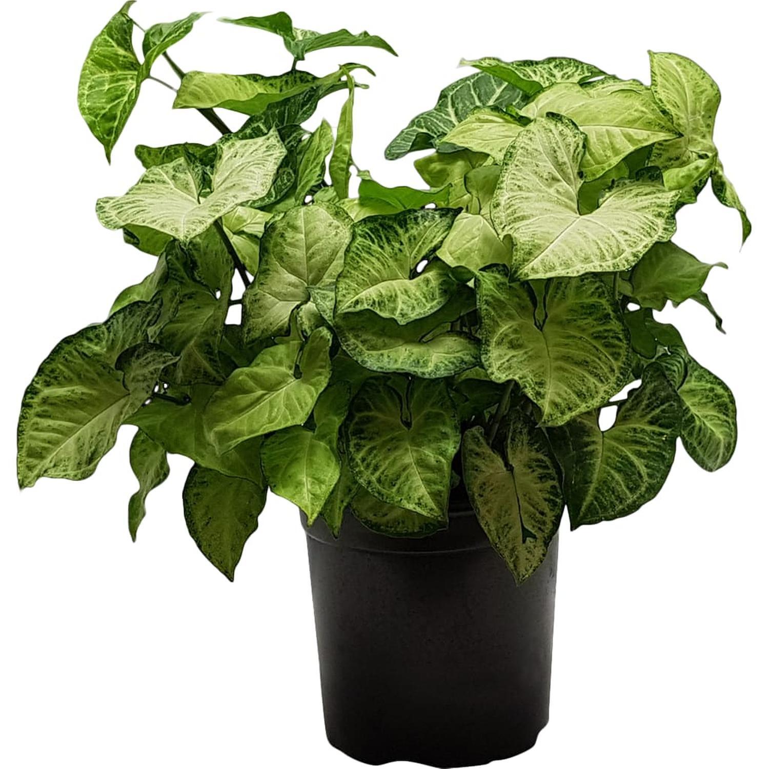 Syngonium White Butterfly