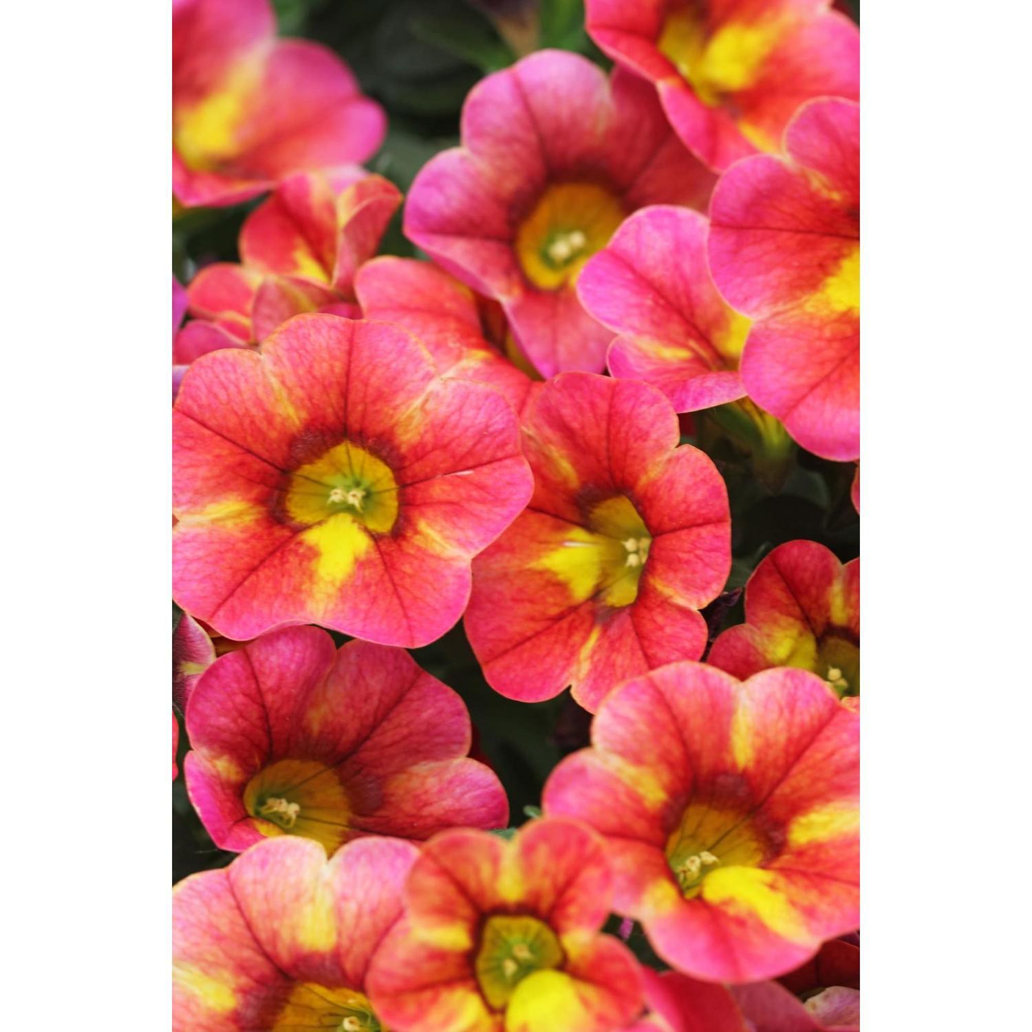 Calibrachoa Chameleon Atomic Orange 1.5L