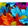 Splashback Flowers H: 750mm, W: 600mm Multi